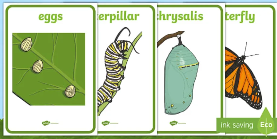 Life Cycle of a Moth