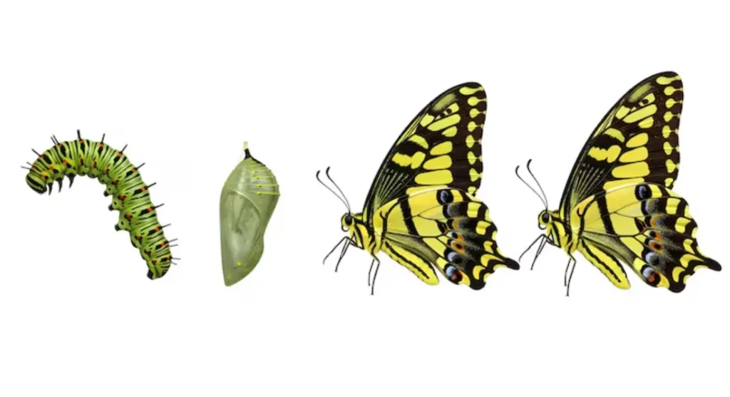 Life Cycle of a Moth