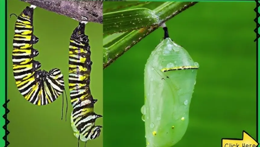 Life Cycle of a Moth