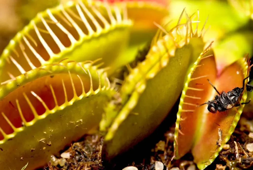 Life Cycle of an Angiosperm
