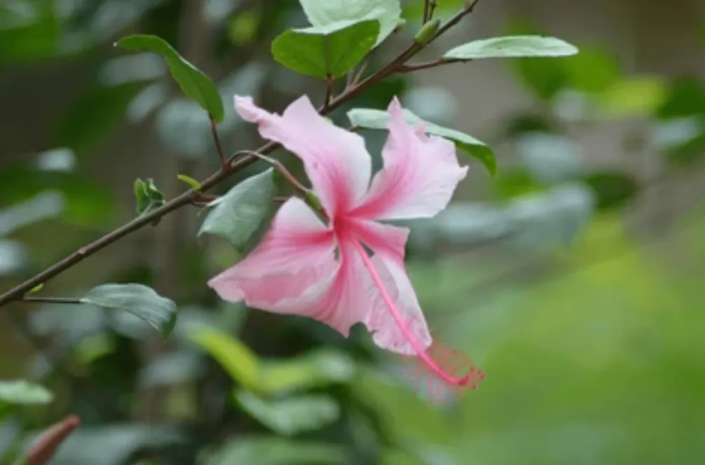 Life Cycle of an Angiosperm