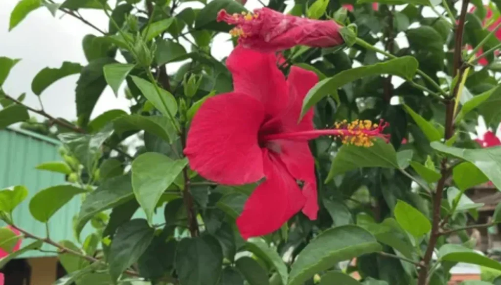 Life Cycle of an Angiosperm