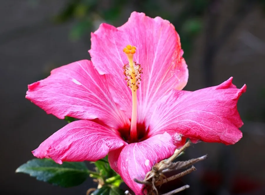 Life Cycle of an Angiosperm: Complete Guide to Flowering Plant Growth, Reproduction, Seeds, Fruits, and Survival