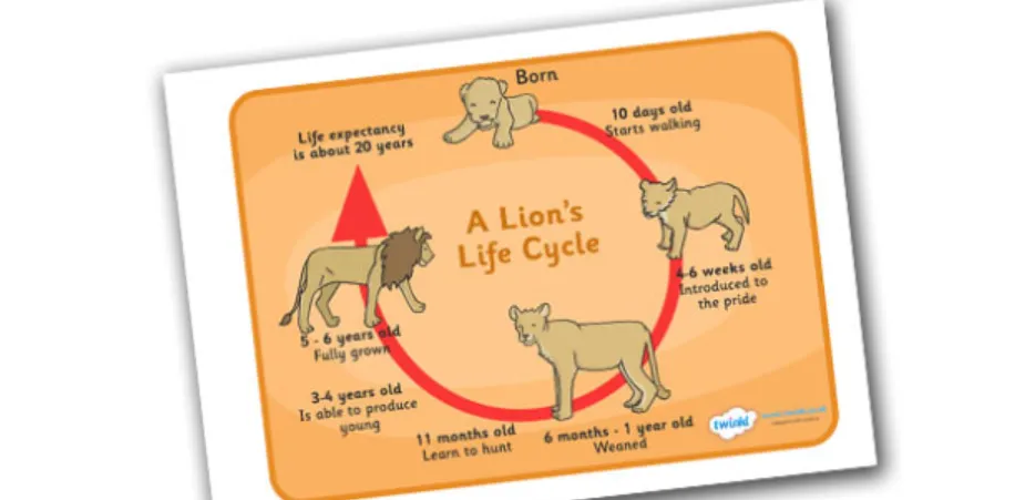 The Complete Life Cycle of African Lion Growth, Survival, and Ecological Power Explained