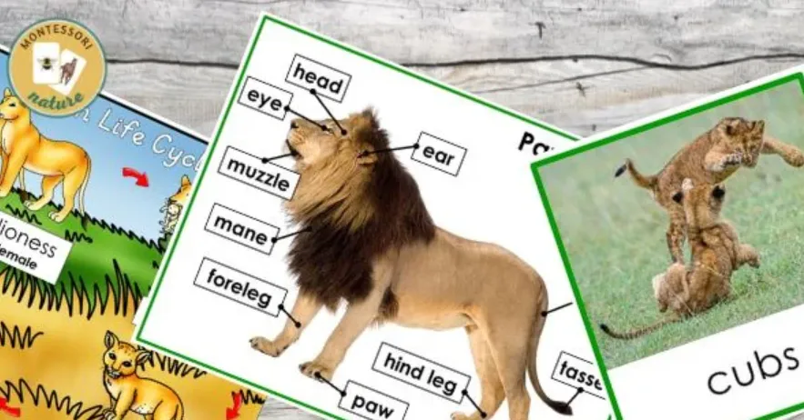 The Complete Life Cycle of African Lion Growth, Survival, and Ecological Power Explained