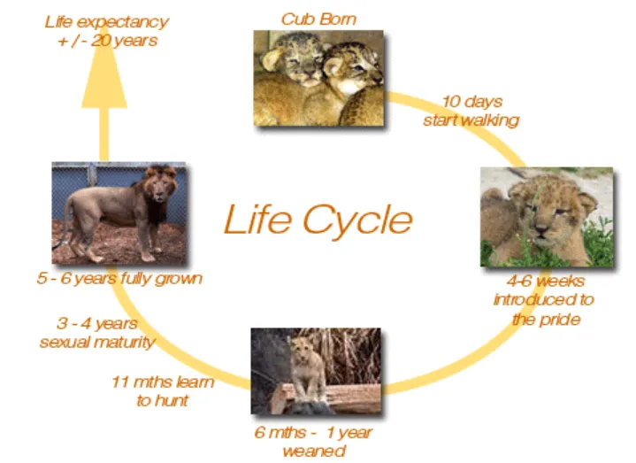 The Complete Life Cycle of African Lion Growth, Survival, and Ecological Power Explained