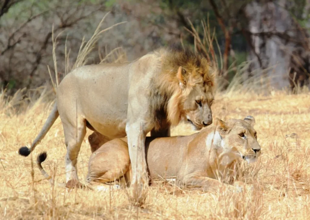 The Complete Life Cycle of African Lion Growth, Survival, and Ecological Power Explained