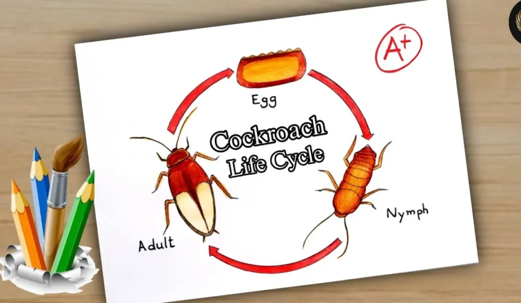 The Complete Life Cycle of a Cockroach From Egg to Infestation Explained (2026 Guide)