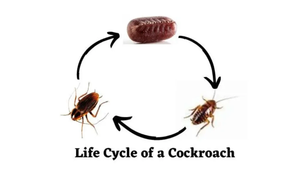 The Complete Life Cycle of a Cockroach From Egg to Infestation Explained (2026 Guide)