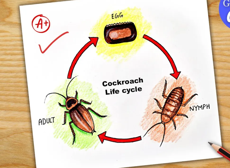 The Complete Life Cycle of a Cockroach: From Egg to Infestation Explained (2026 Guide)