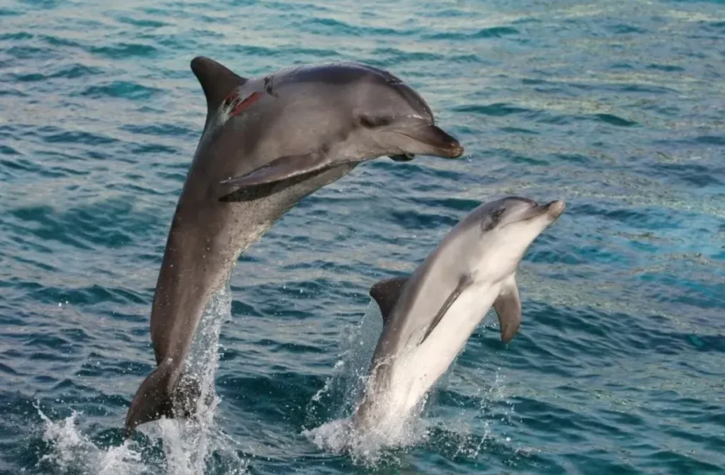 The Complete Life Cycle of a Dolphin From Birth to Ocean Mastery