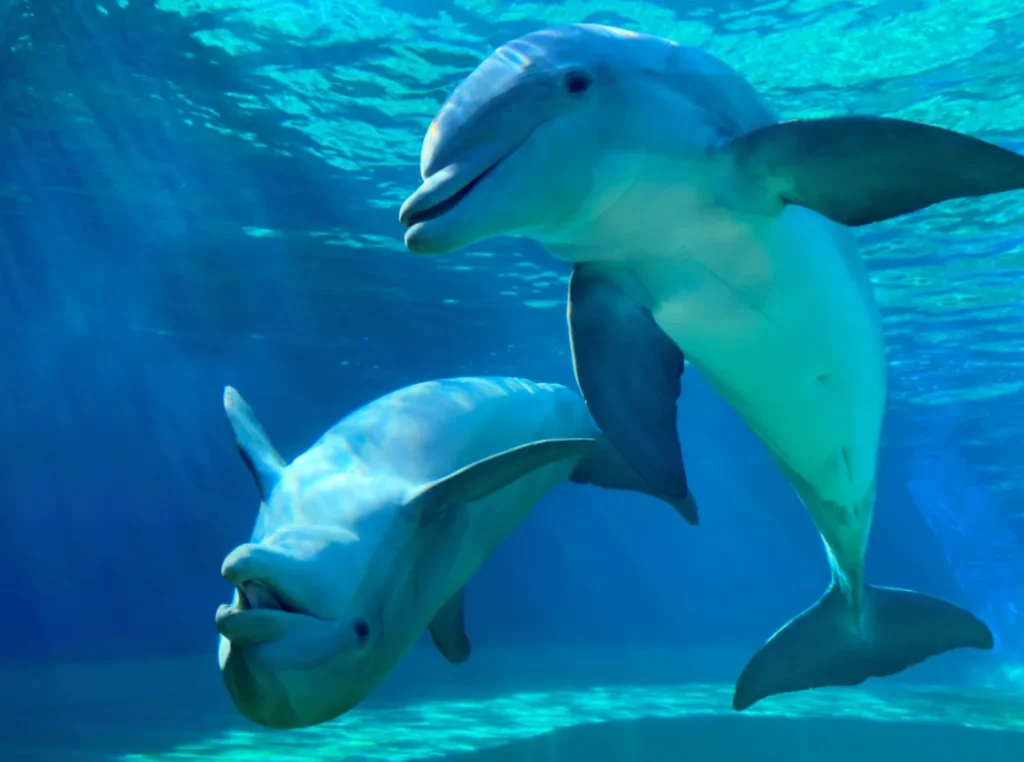 The Complete Life Cycle of a Dolphin From Birth to Ocean Mastery