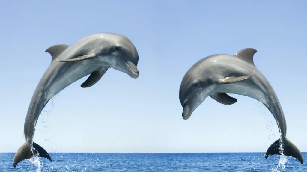 The Complete Life Cycle of a Dolphin From Birth to Ocean Mastery