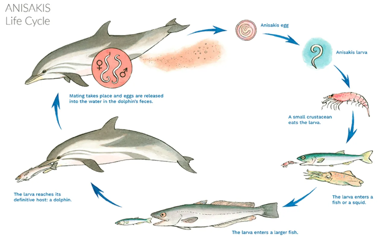 The Complete Life Cycle of a Dolphin From Birth to Ocean Mastery