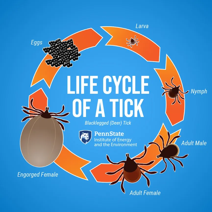 Ticks Life Cycle Explained Stages, Reproduction, Survival, and Ecological Importance