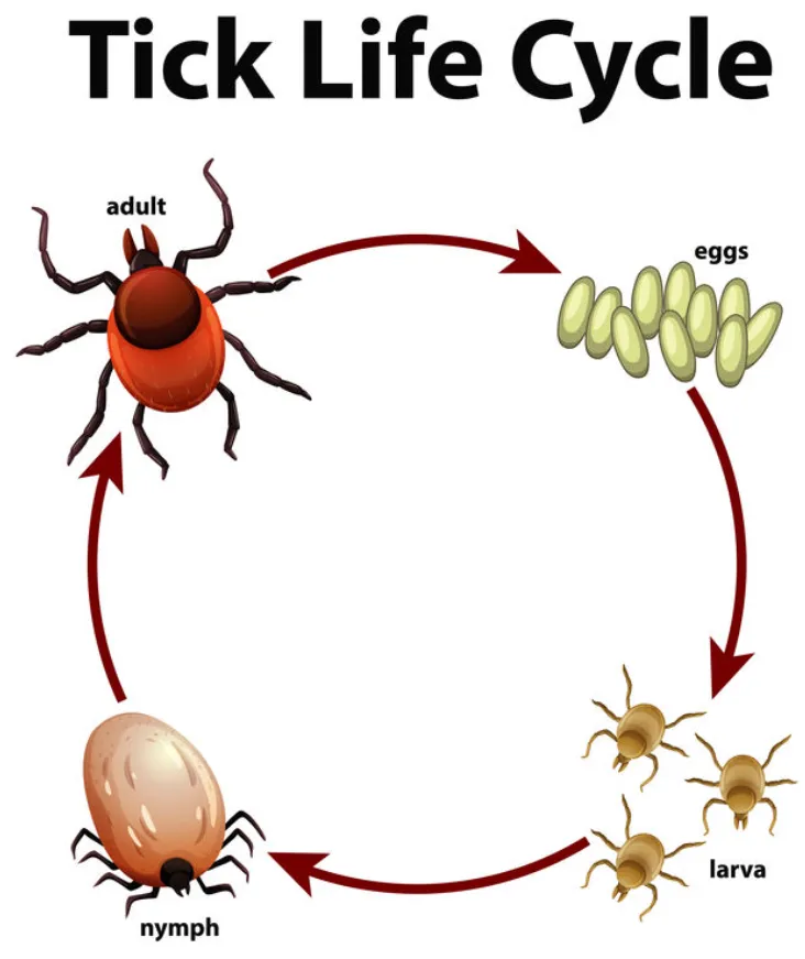Ticks Life Cycle Explained: Stages, Reproduction, Survival, and Ecological Importance