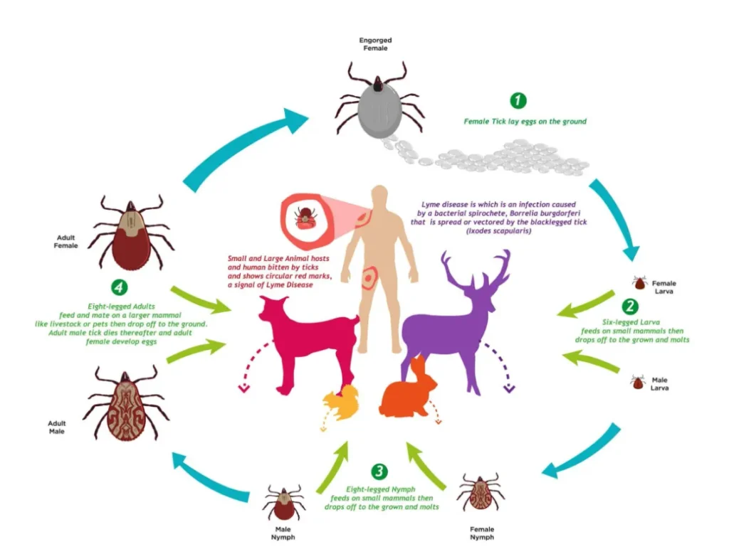 Ticks Life Cycle Explained Stages, Reproduction, Survival, and Ecological Importance