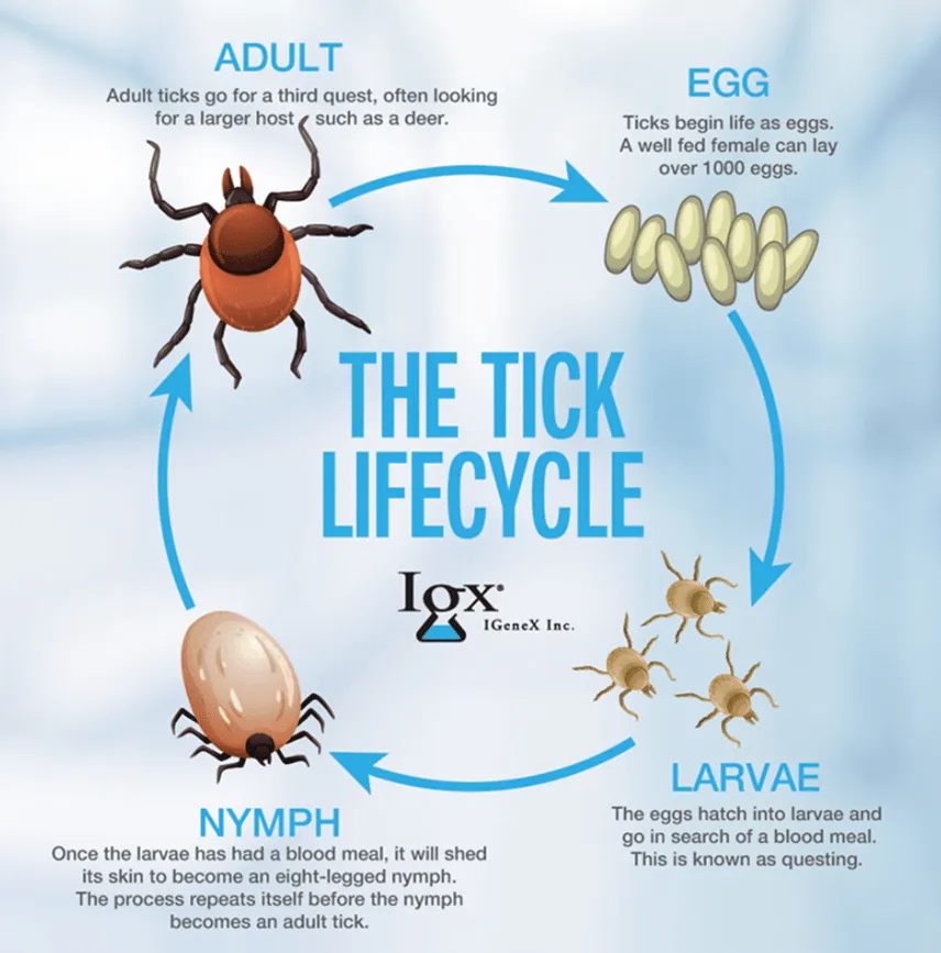 Ticks Life Cycle Explained Stages, Reproduction, Survival, and Ecological Importance
