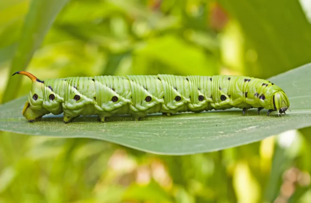Tomato Bug Life Cycle Explained Complete Guide to Identification, Growth Stages, and Natural Control