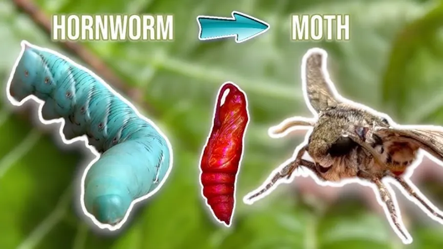 Tomato Bug Life Cycle Explained Complete Guide to Identification, Growth Stages, and Natural Control