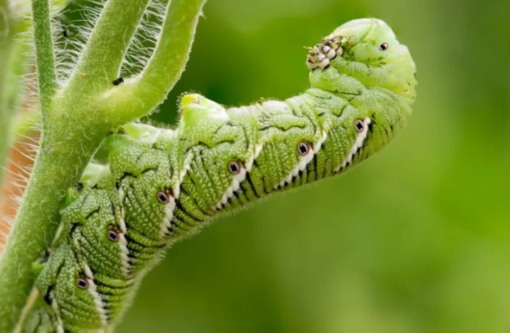Tomato Bug Life Cycle Explained Complete Guide to Identification, Growth Stages, and Natural Control