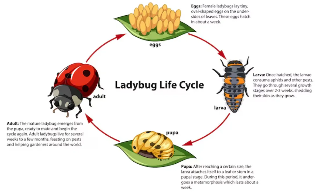 Tomato Bug Life Cycle Explained Complete Guide to Identification, Growth Stages, and Natural Control