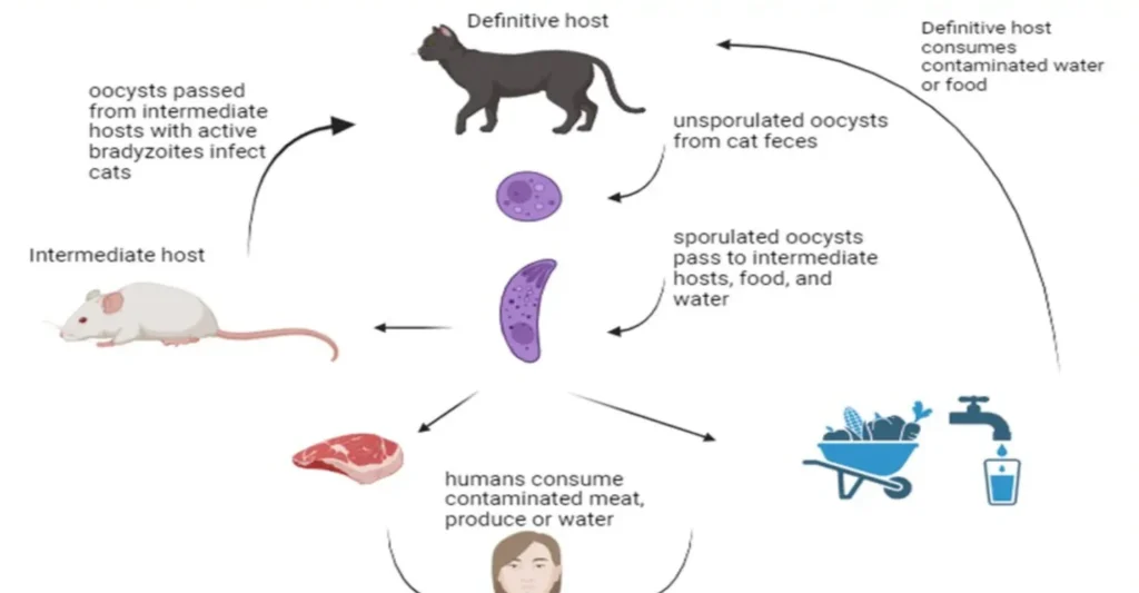 Understanding the Life Cycle of Toxoplasma gondii A Deep Dive into the Parasite's Journey