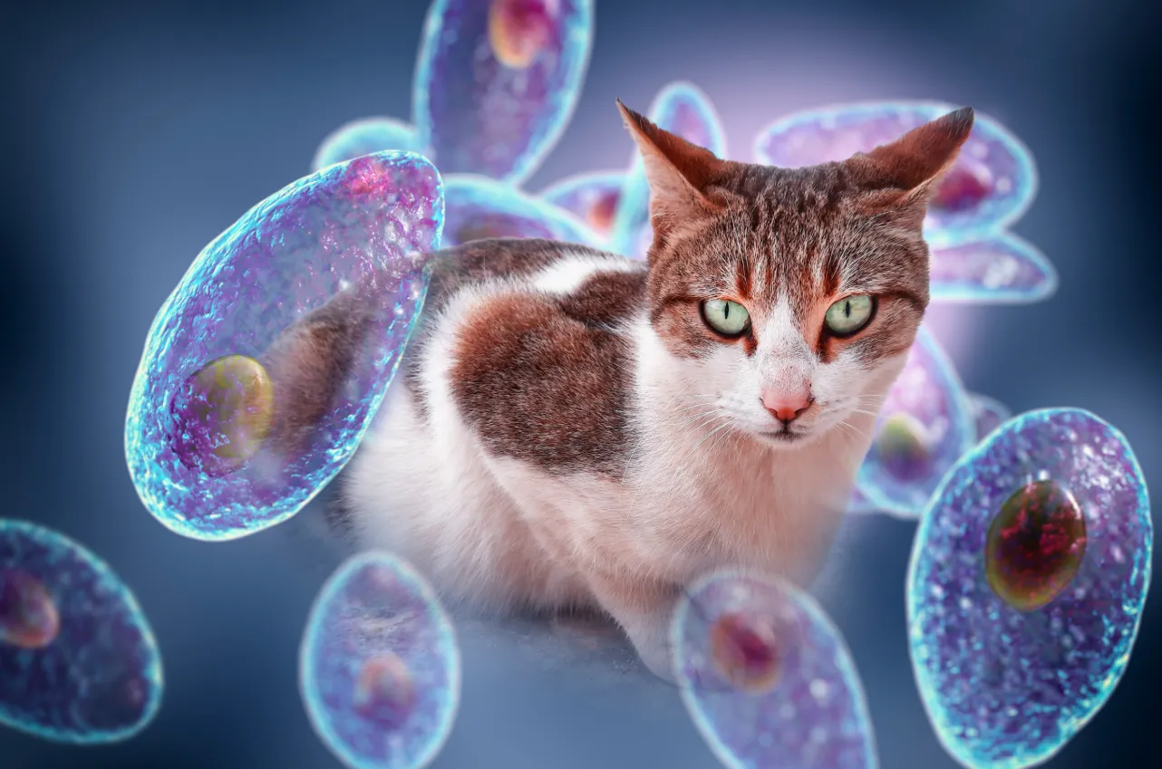 Understanding the Life Cycle of Toxoplasma gondii: A Deep Dive into the Parasite’s Journey