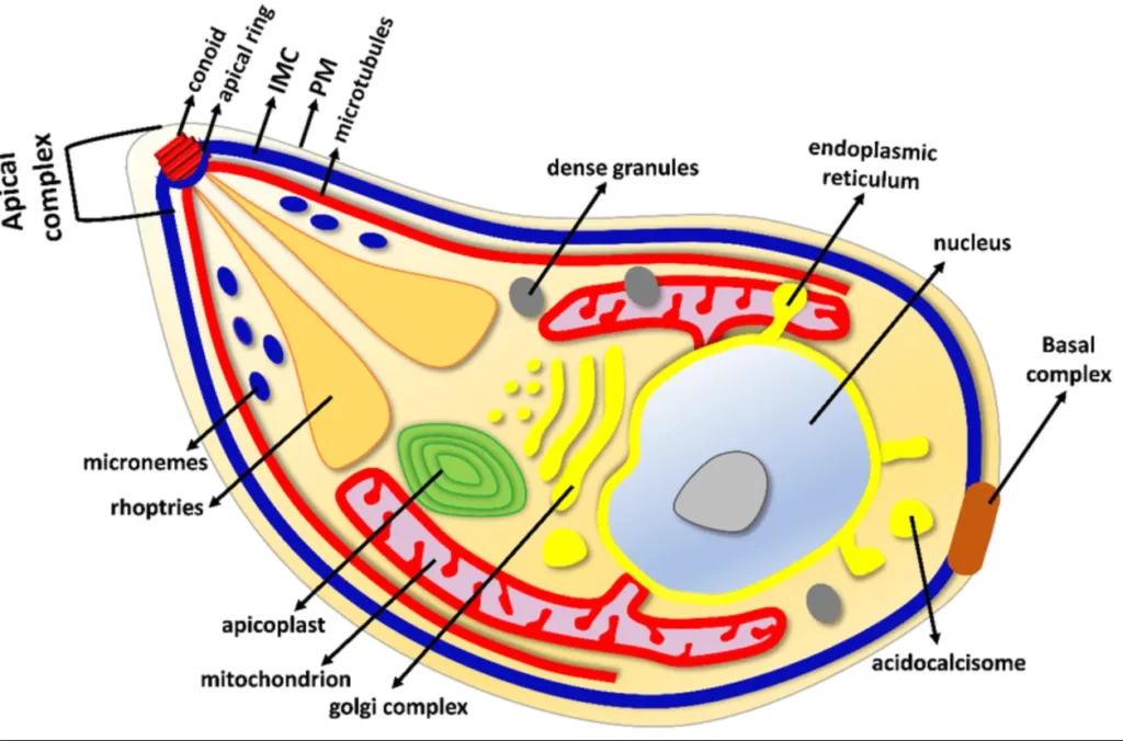 Understanding the Life Cycle of Toxoplasma gondii A Deep Dive into the Parasite's Journey