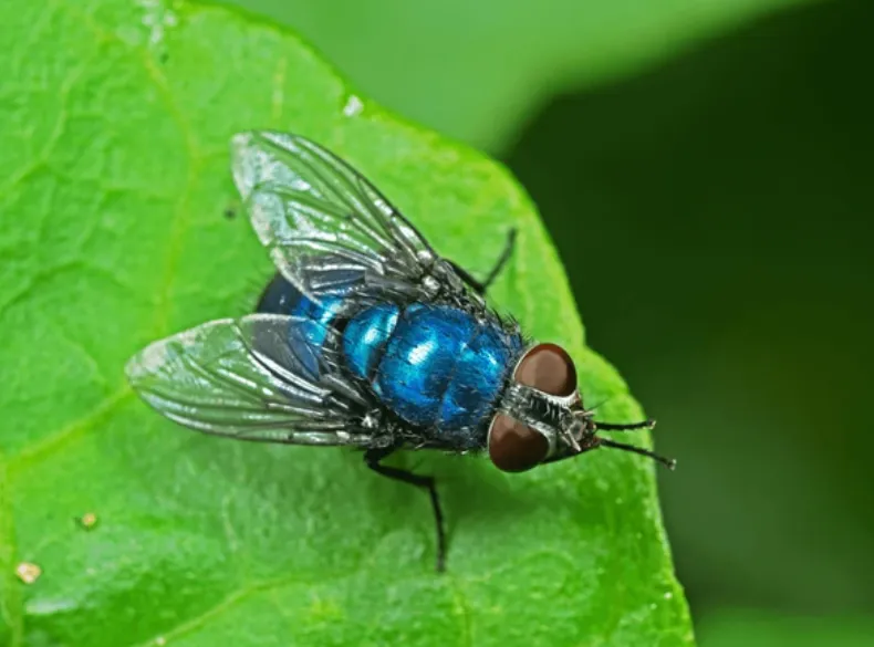 Blowfly Life Cycle