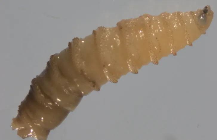 Blowfly Life Cycle