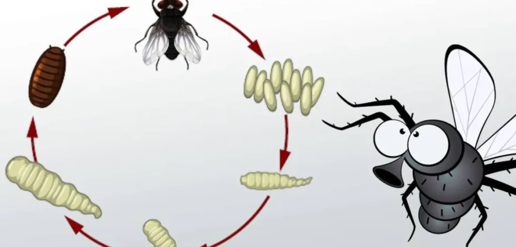 Blowfly Life Cycle
