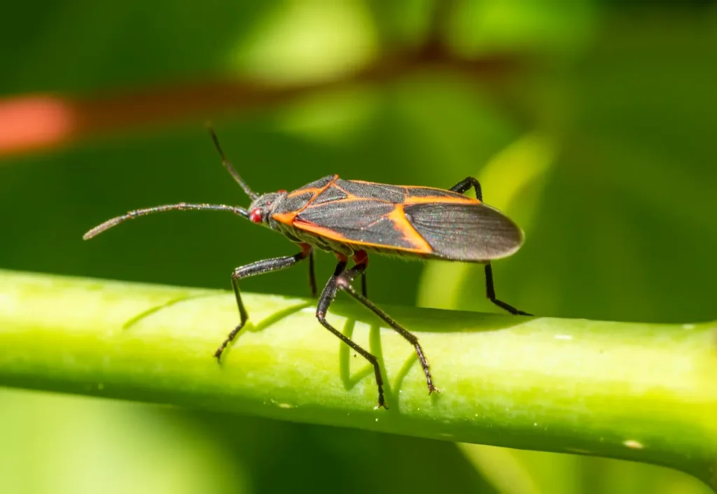 Boxelder Bug Life Cycle