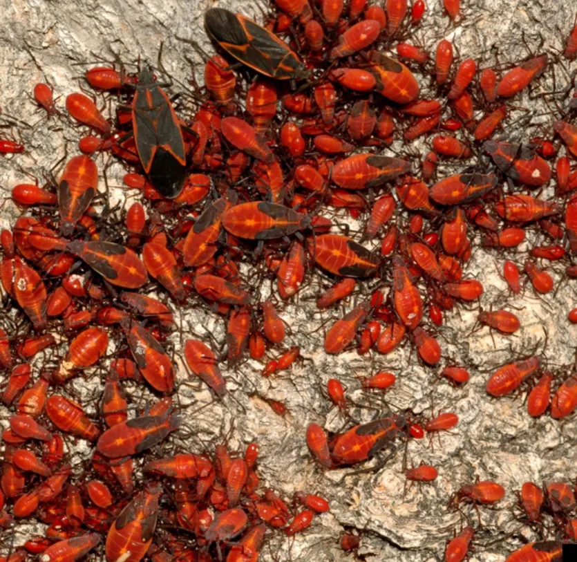 Boxelder Bug Life Cycle