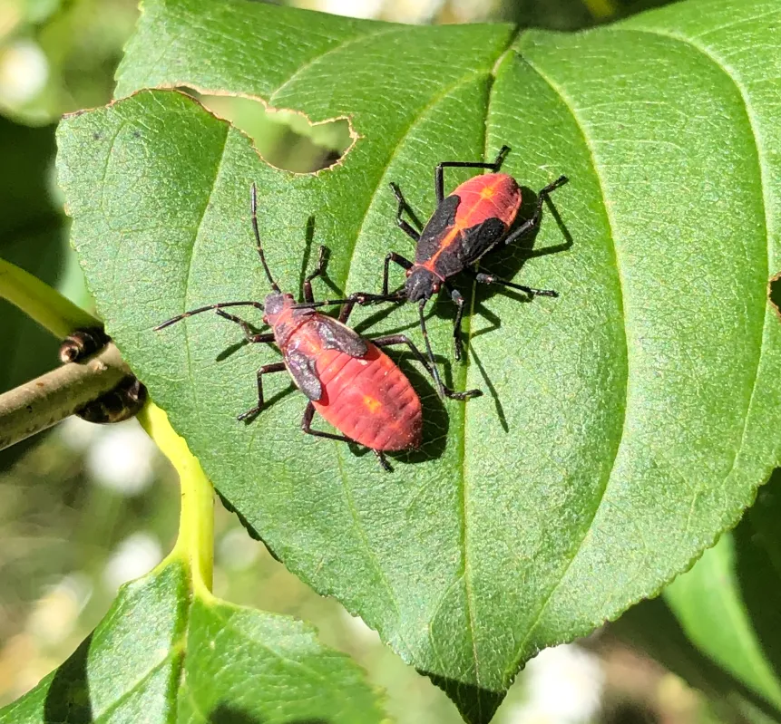 Boxelder Bug Life Cycle