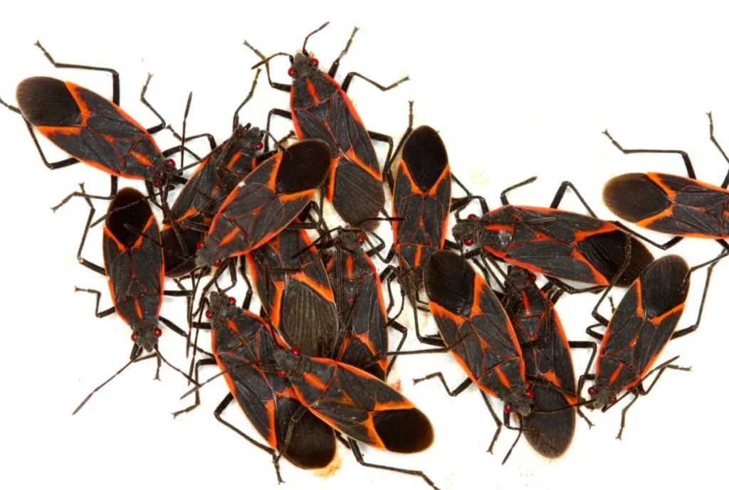 Boxelder Bug Life Cycle
