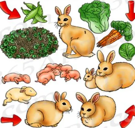 Bunny Rabbit Life Cycle