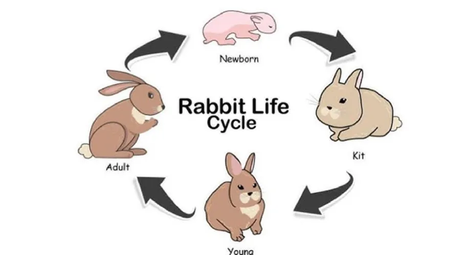 Bunny Rabbit Life Cycle