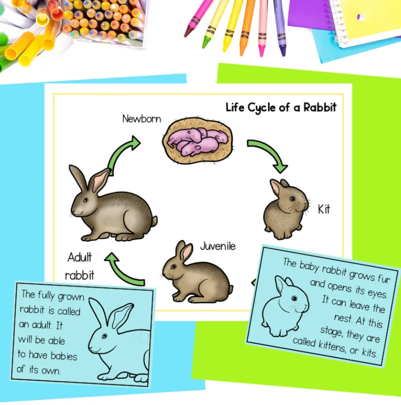 Bunny Rabbit Life Cycle