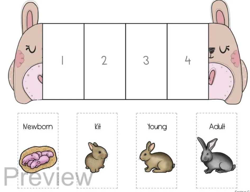Bunny Rabbit Life Cycle