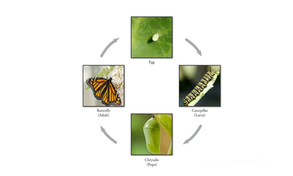 Butterflies Life Cycle