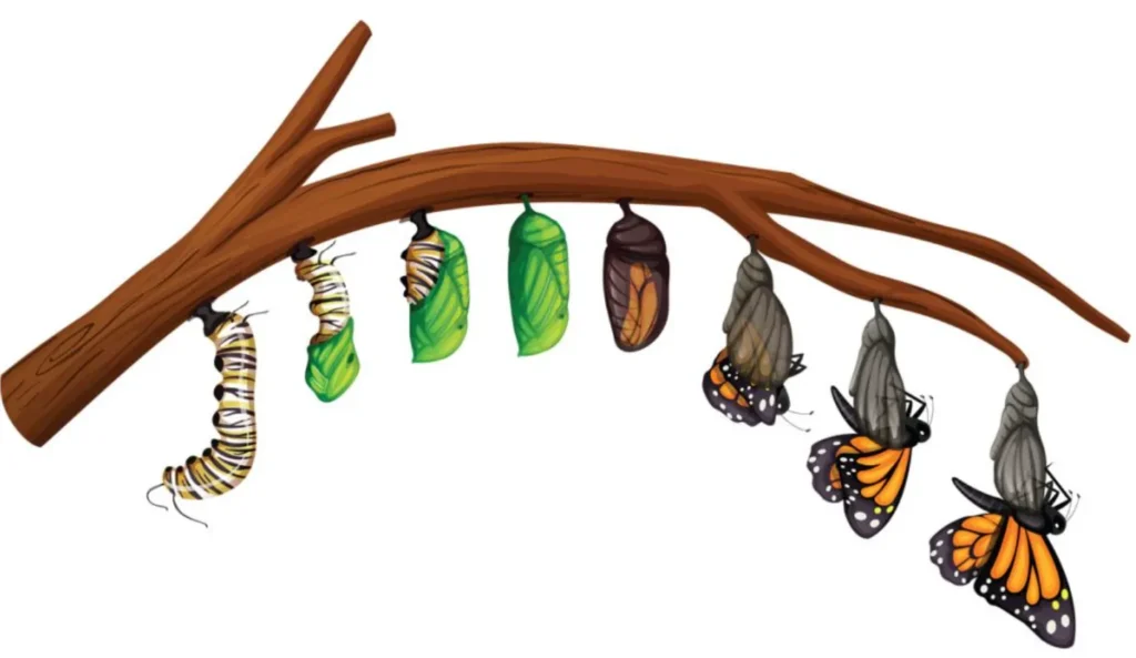 Butterflies Life Cycle