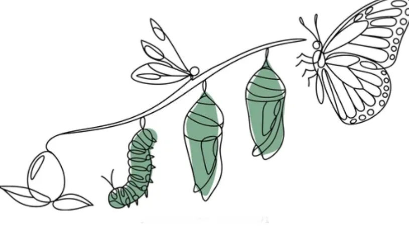 Butterflies Life Cycle