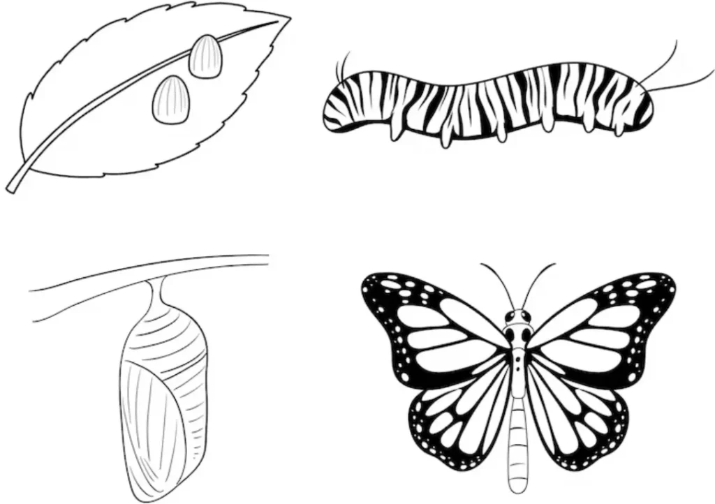 Butterflies Life Cycle