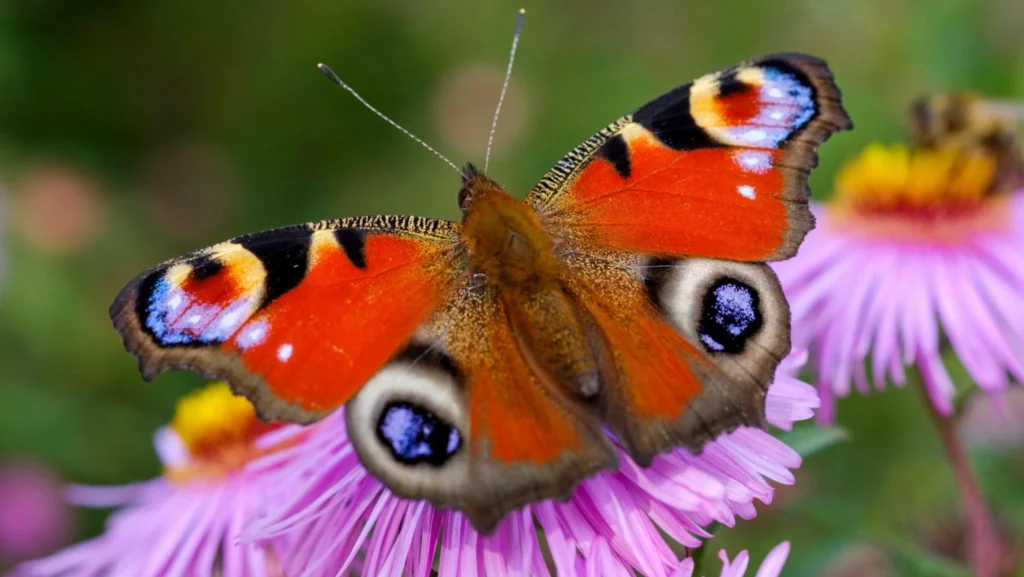 Butterfly Cycle