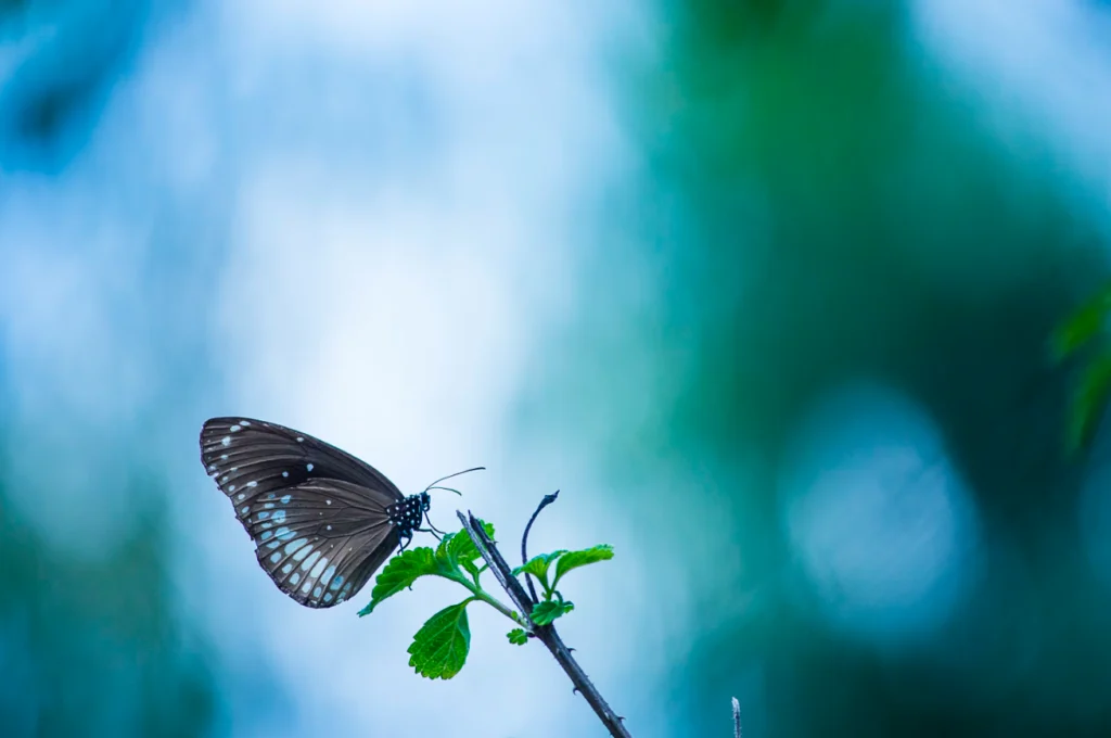 Butterfly Cycle