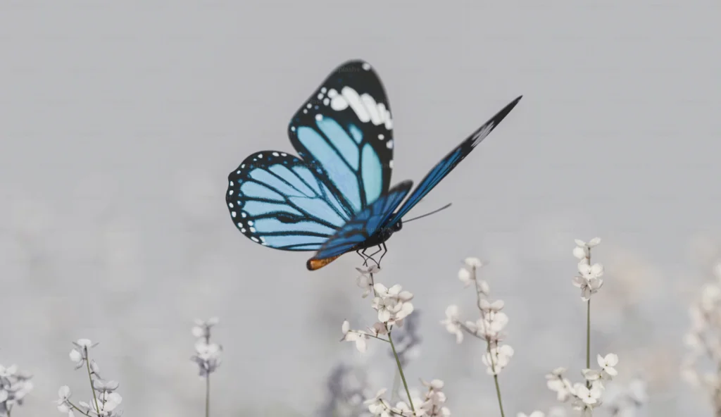 Butterfly Cycle