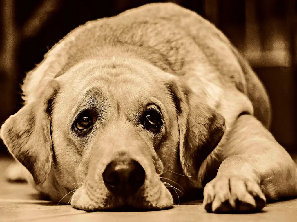Canine Parvovirus Life Cycle