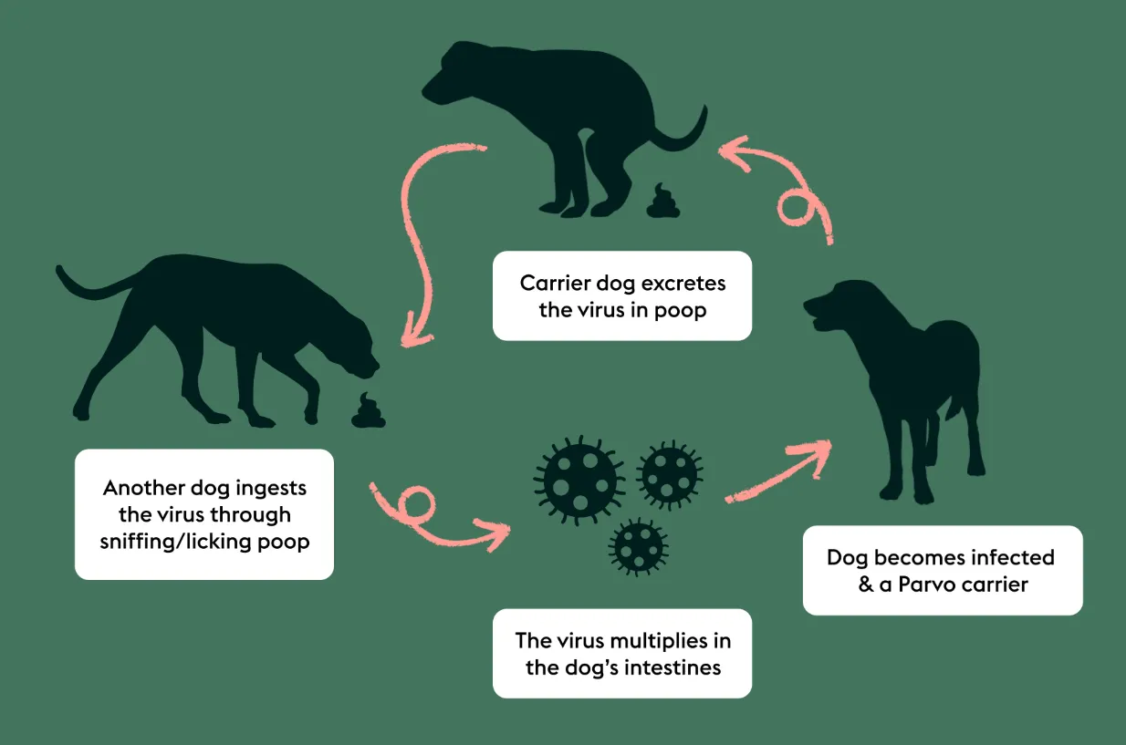 Canine Parvovirus Life Cycle