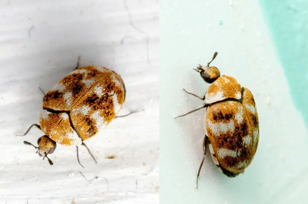 Carpet Beetles Life Cycle